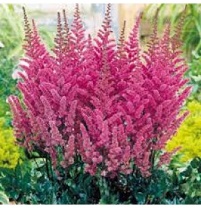 ΑΣΤΙΛΜΠΕ  ΡΟΖ ASTILBE ERIKA